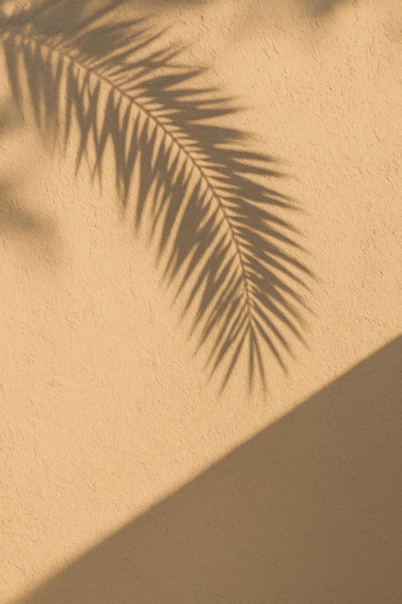 Singing sand dunes, brown sands, palm trees, desert oasis, Sahara, babassu plants
