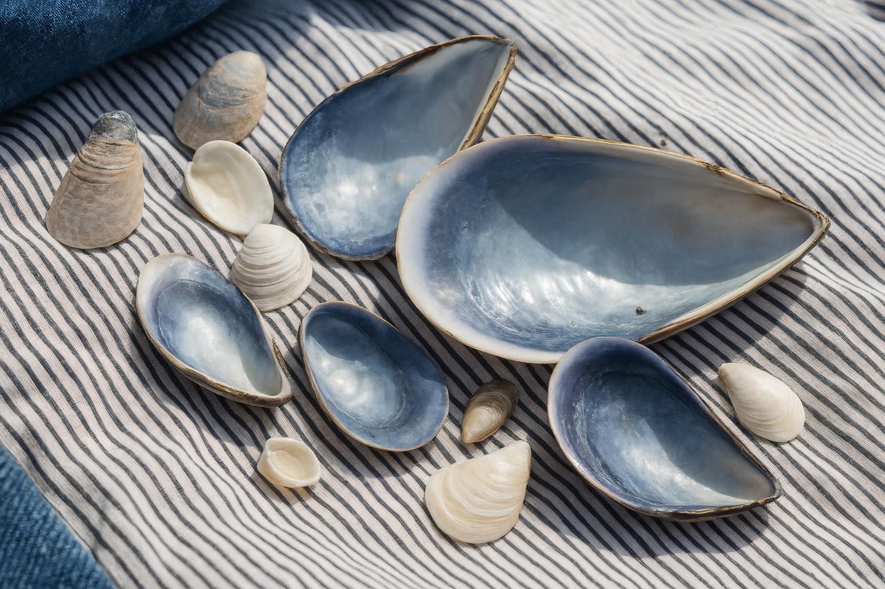 Baltic clam seashell ceramic dishware
