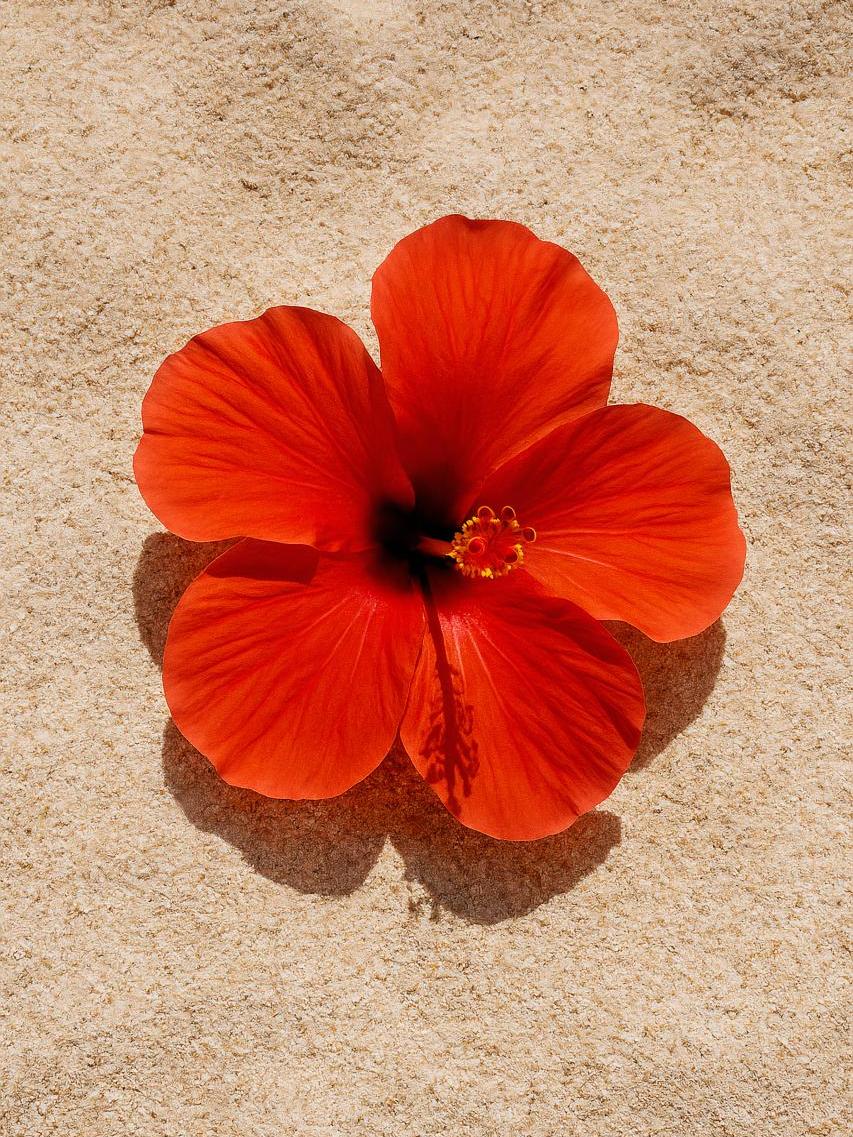 Close-up Hawaiian hibiscus petal with pollen on shoeblackplant flower