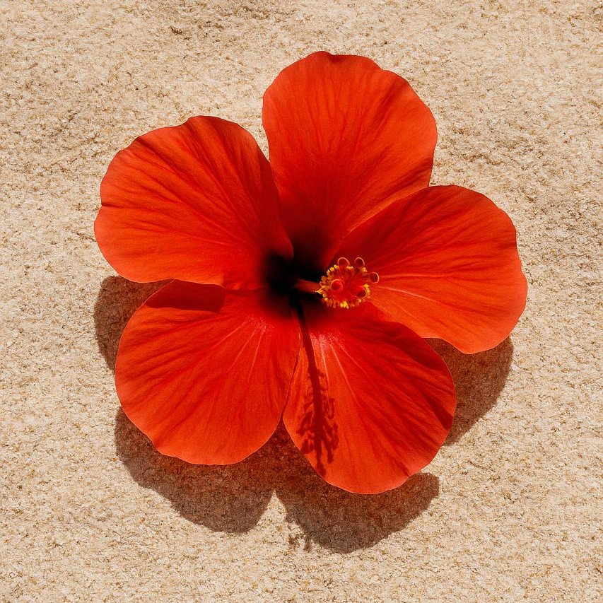 Close-up Hawaiian hibiscus petal with pollen on shoeblackplant flower