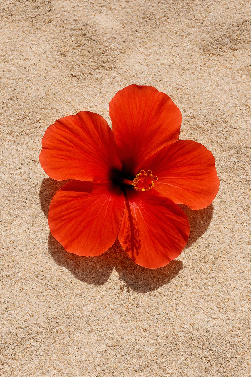 Close-up Hawaiian hibiscus petal with pollen on shoeblackplant flower