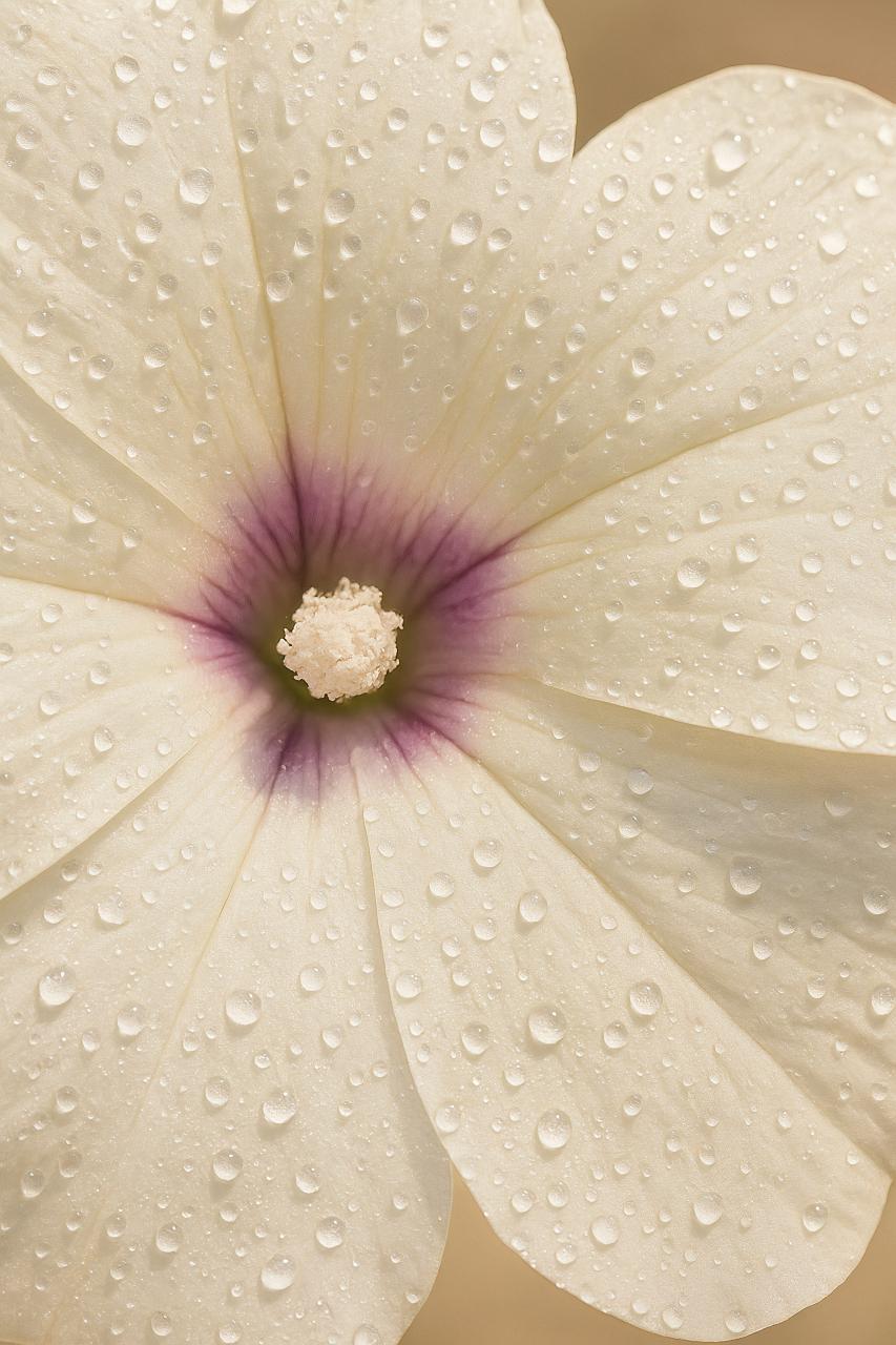 Geranium Maderense Flower Petals Close-Up