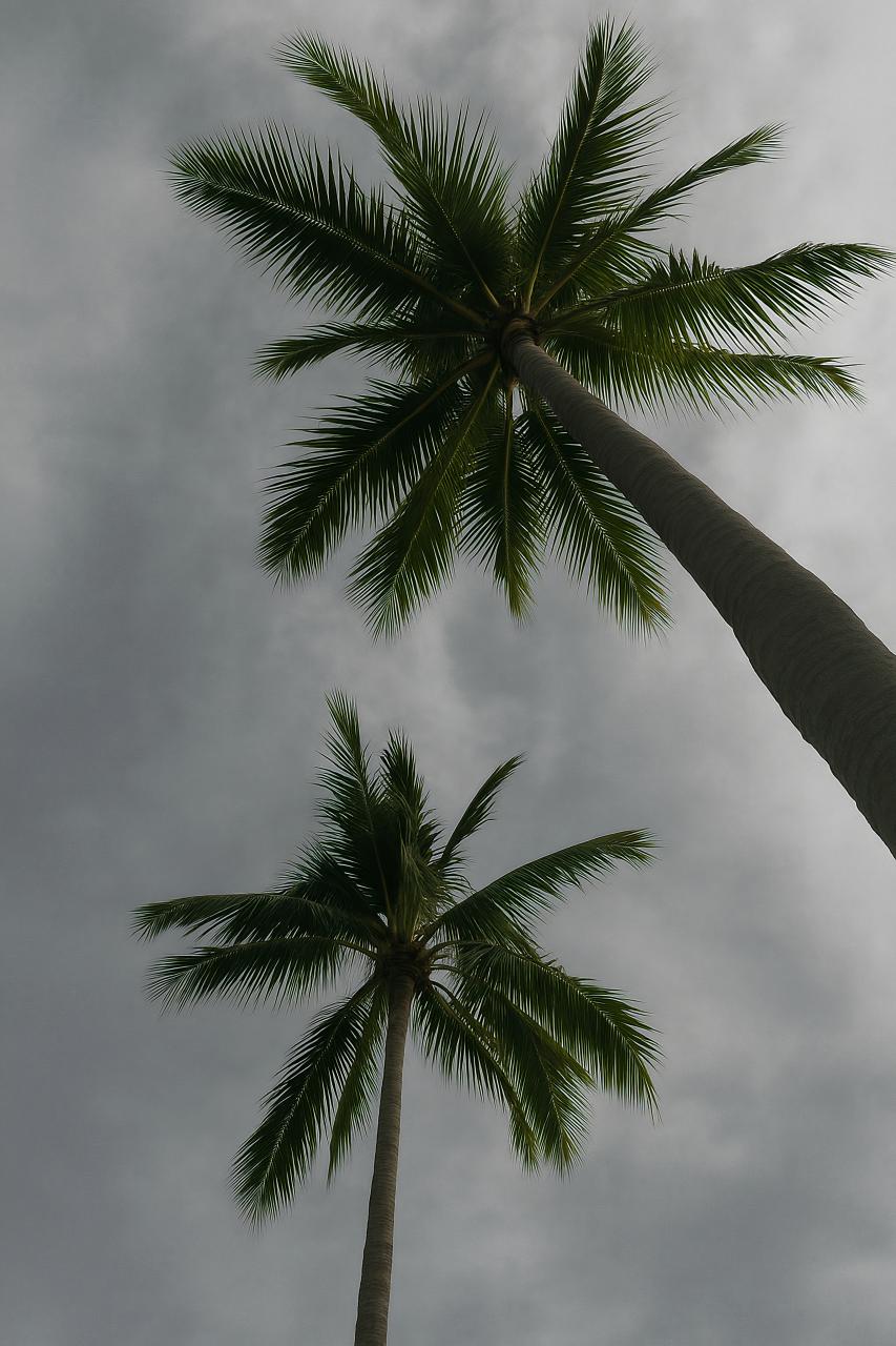 Tropical palm trees wind, royal palms, California palm in black-and-white