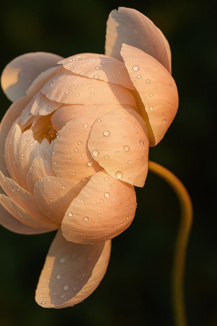 Yellow peony blossom on close-up