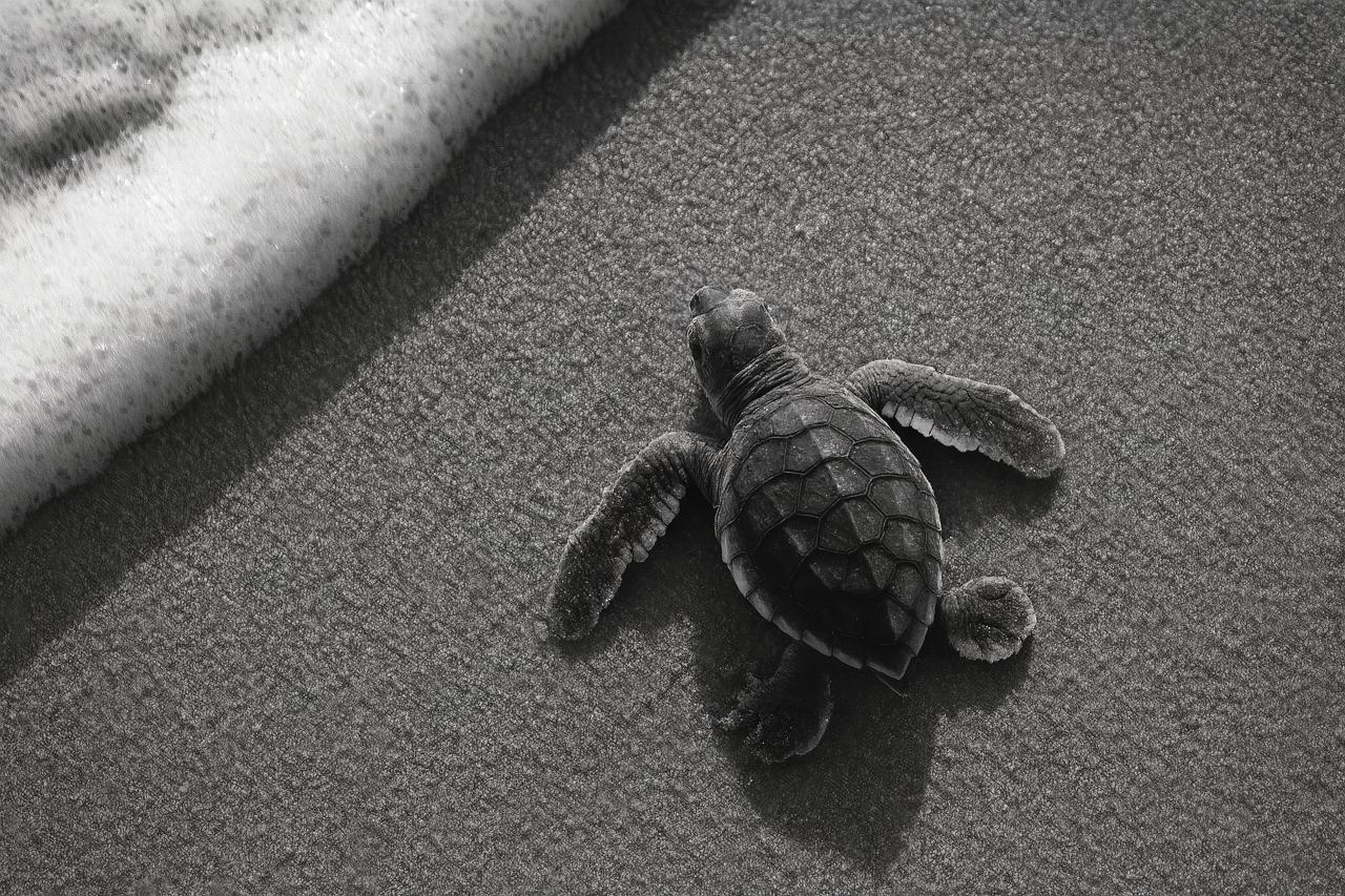 Monochrome sea turtles swimming in the ocean
