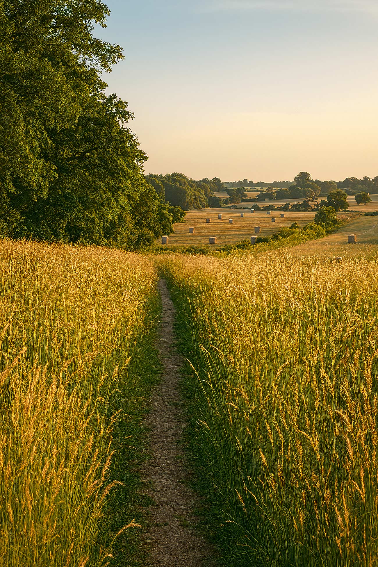 Green and yellow plants in a lush summer field