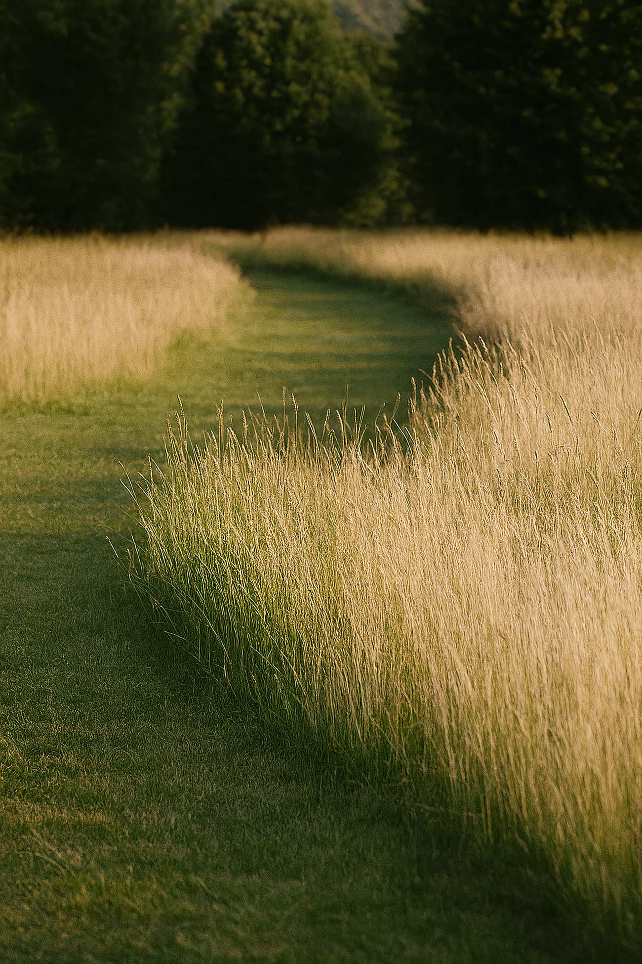 Green grassland under sunlight with trees and sedges