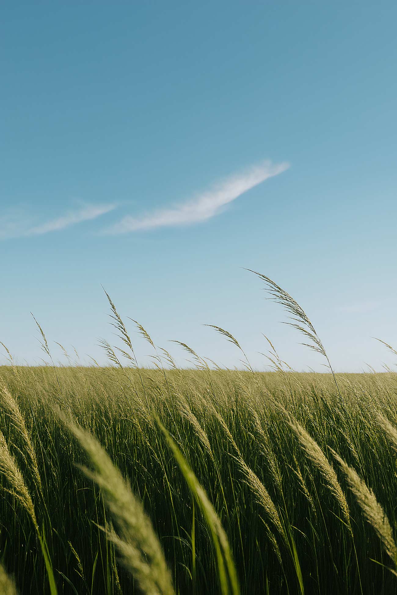 Summer prairie field with crops under blue sky