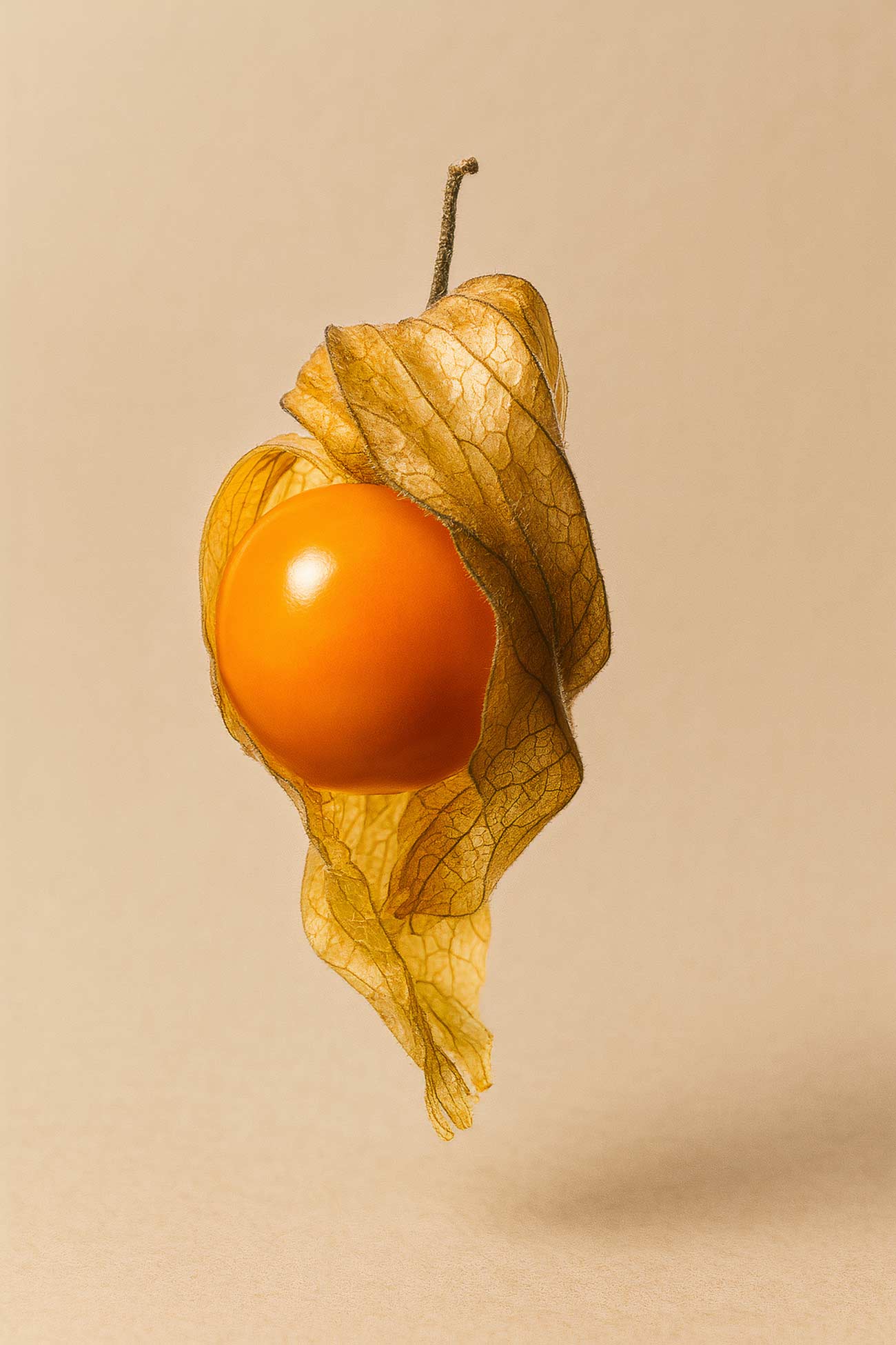 Peruvian groundcherries, orange, tomatillos, plum tomatoes in still life