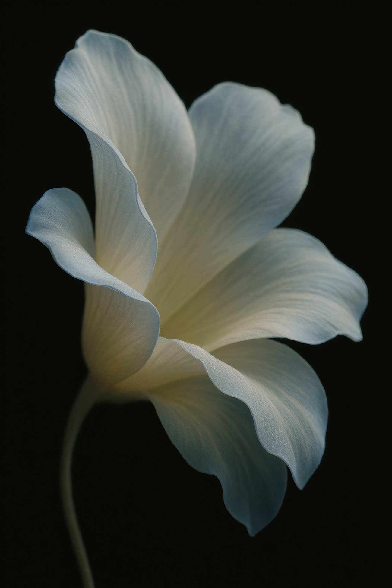 Close-up of lilac hibiscus petal, white flower, macro photography