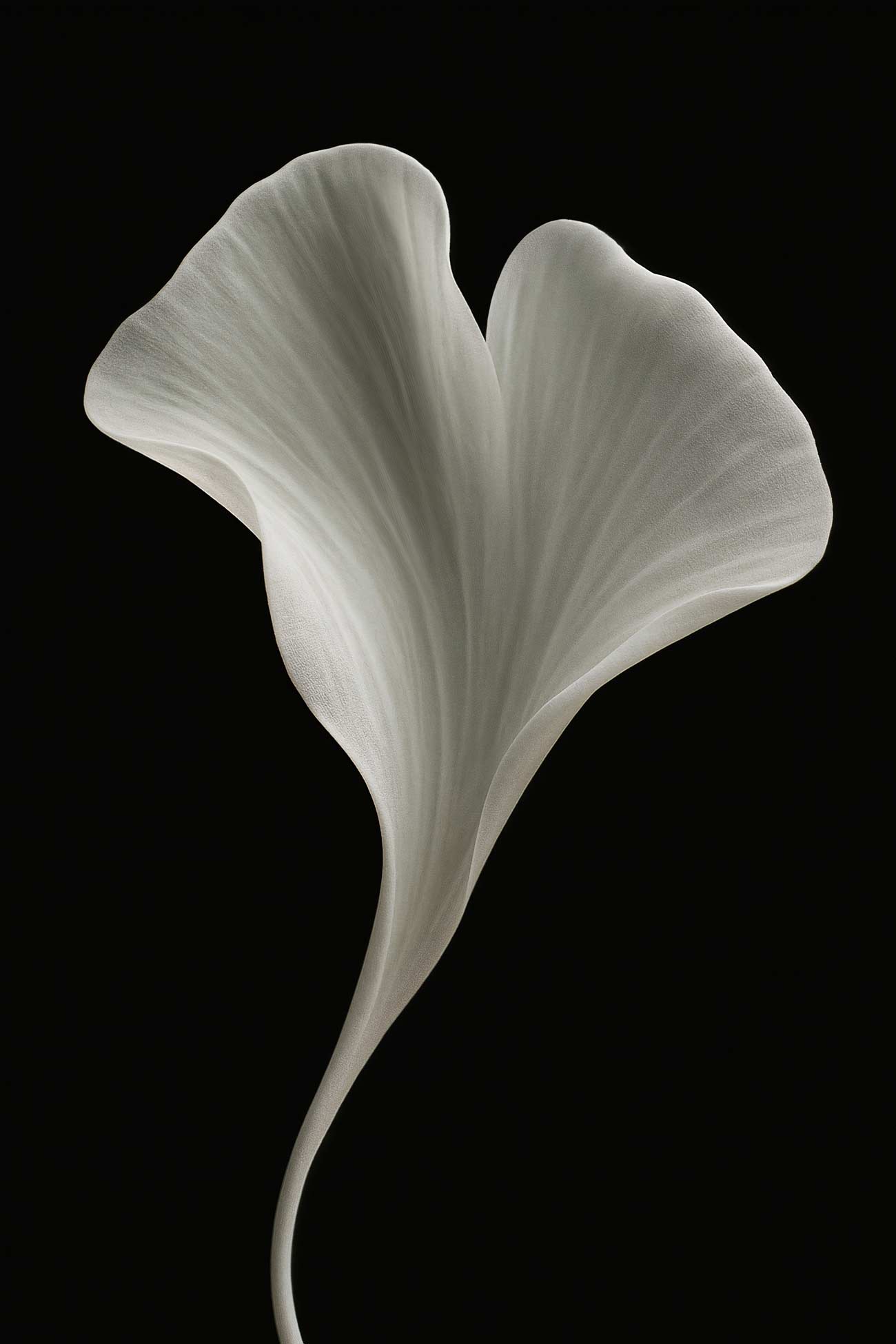 Close-up of giant white arum lily petals