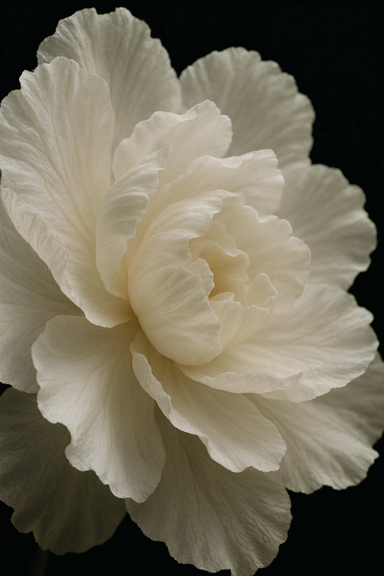 Common peony, rose, begonia, pink flowers in elegant still life