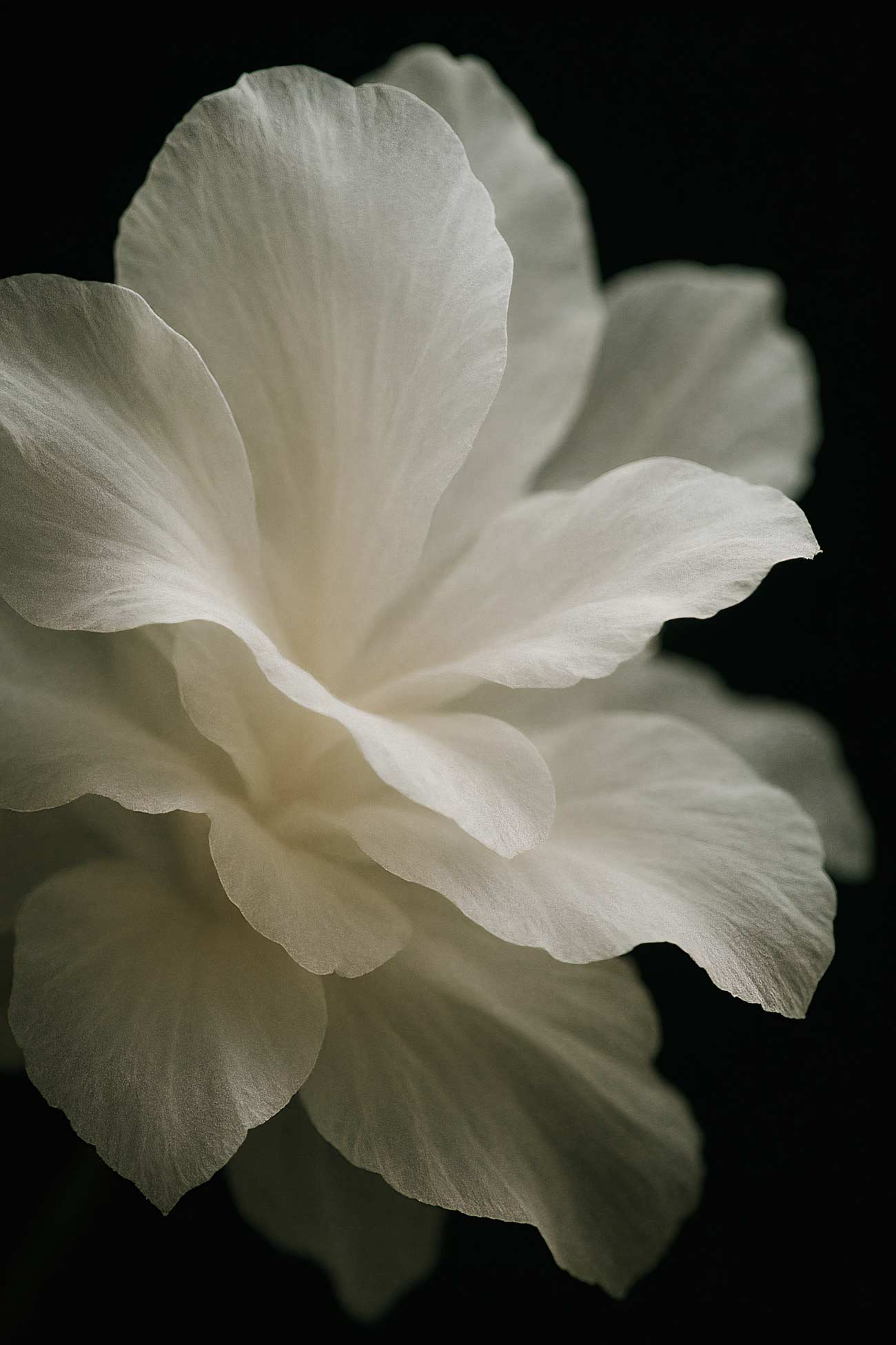 White oleander flower with petals, geraniums, roses, jasmine in a still life composition