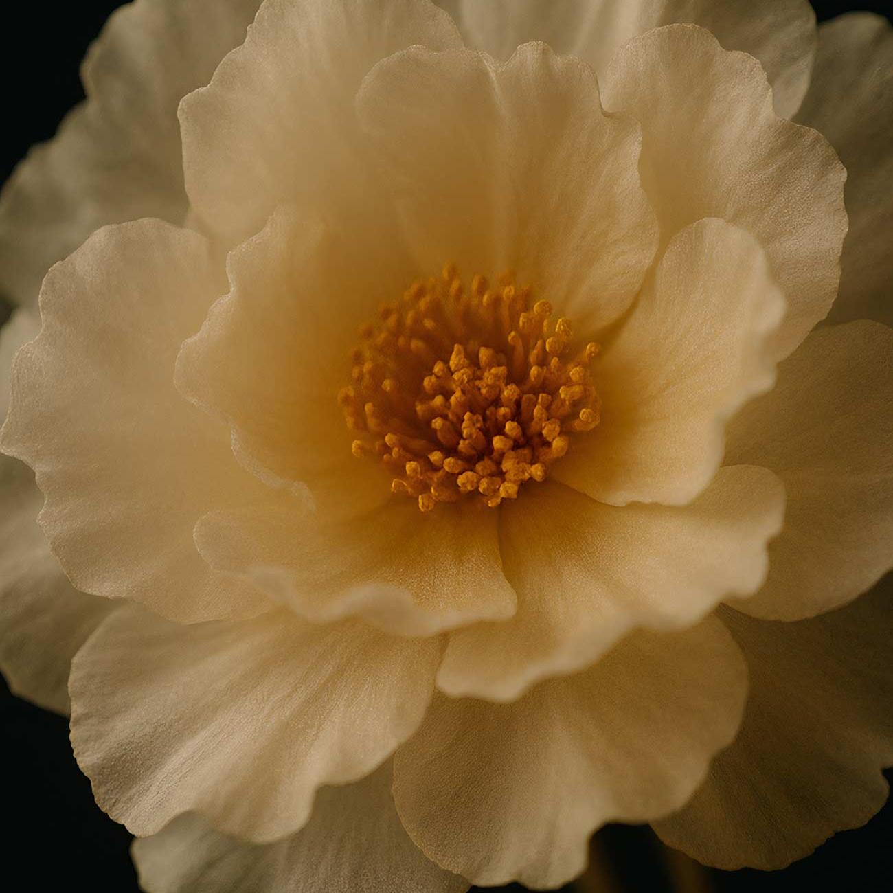 Yellow peony flower close-up macro photography
