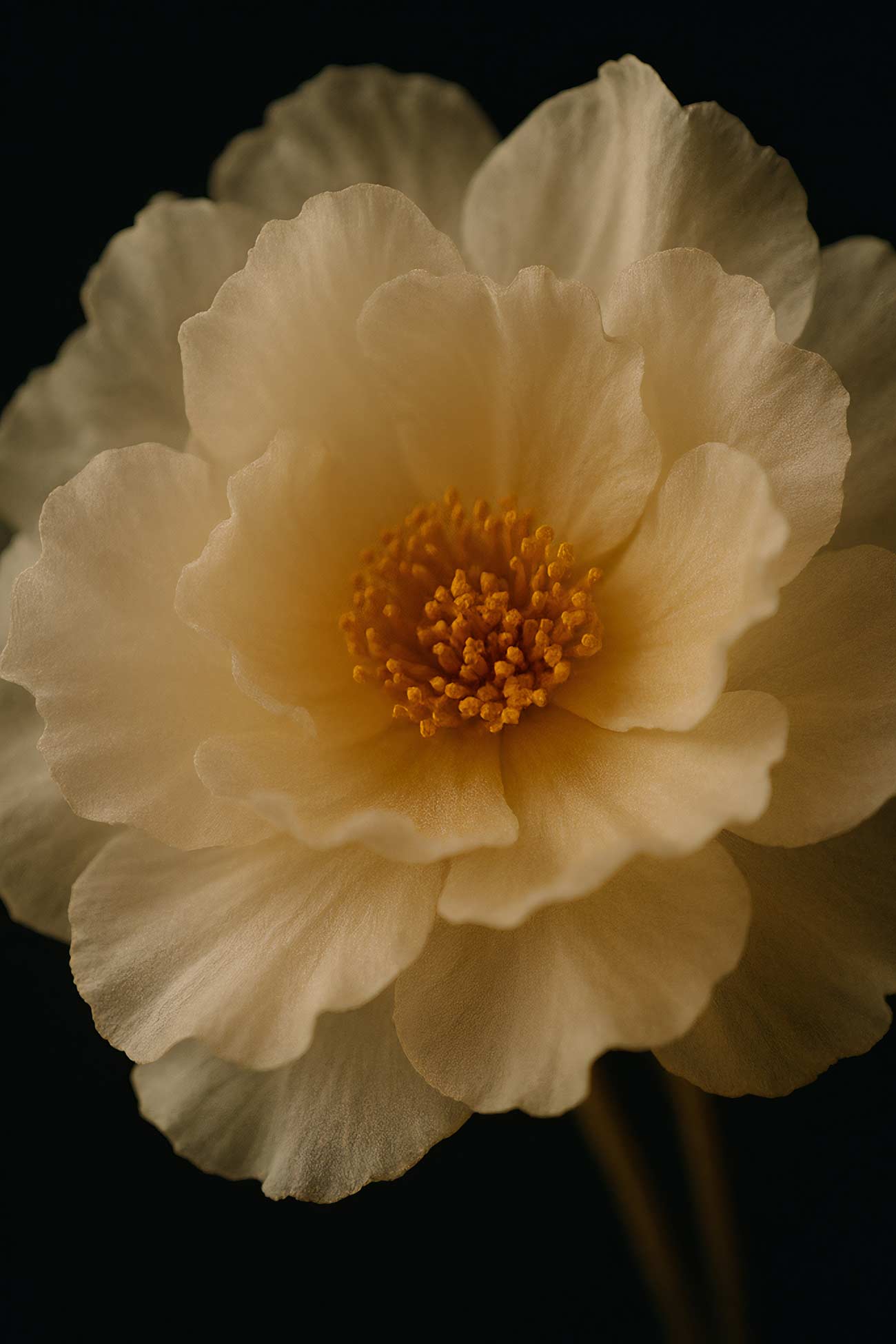 Yellow peony flower close-up macro photography