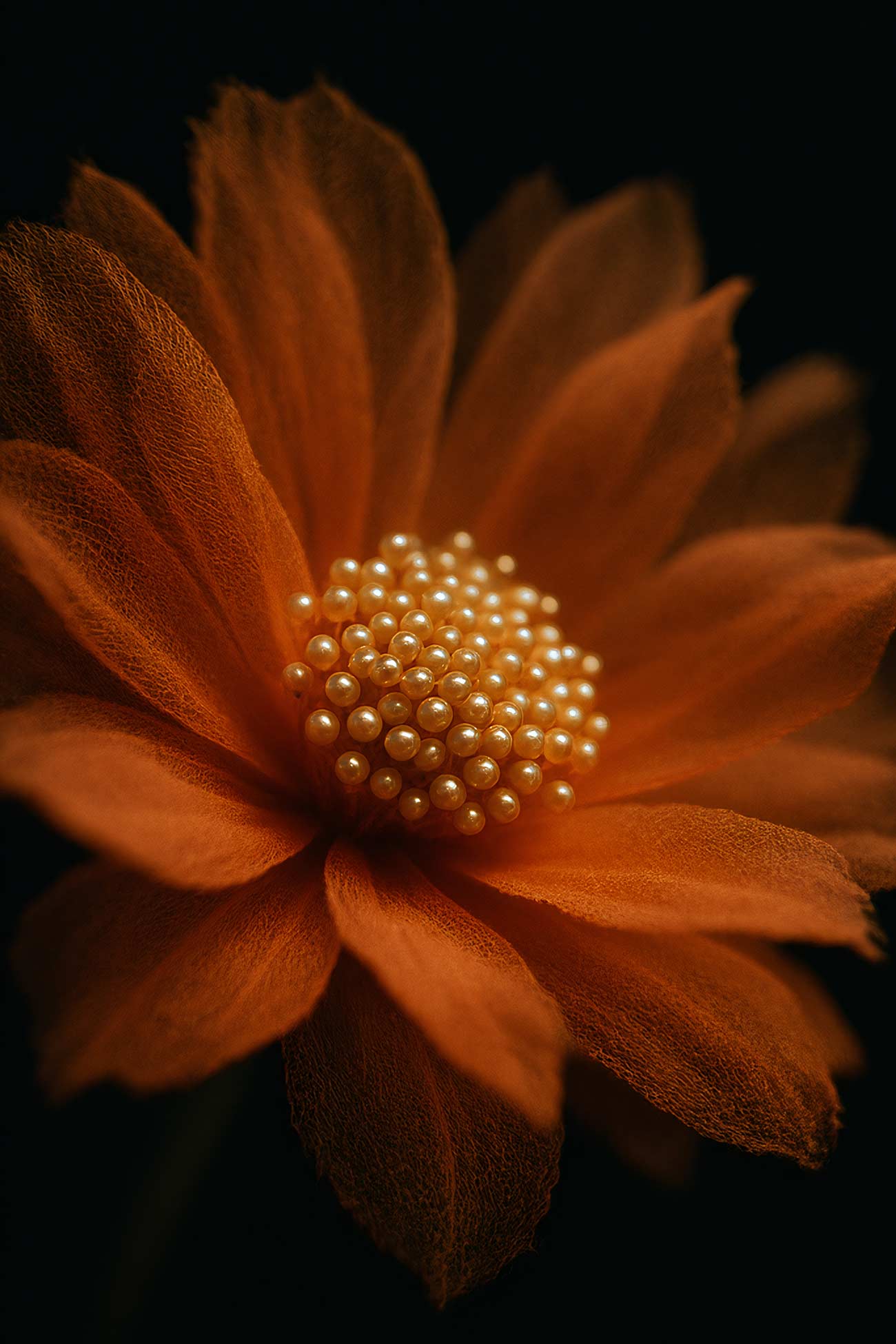 Vibrant yellow and orange marguerite daisy petals close-up