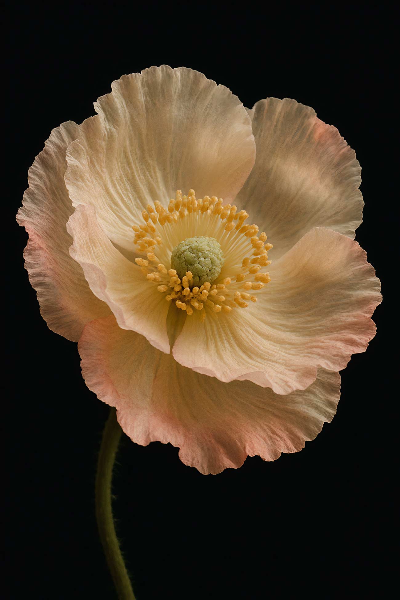 Peniocereus flower in pink and yellow, macro photography close-up