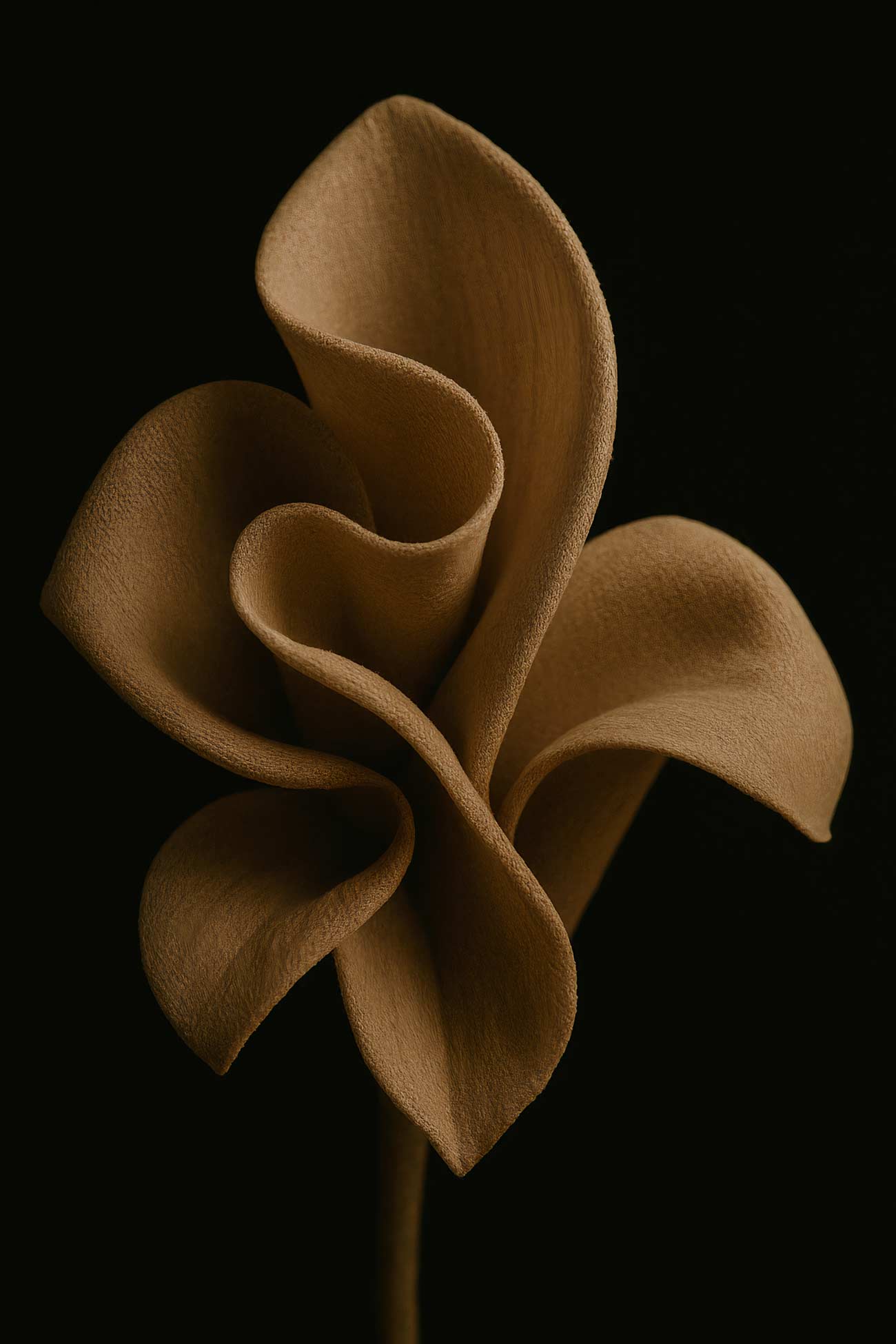 Brown lily petal in macro photography