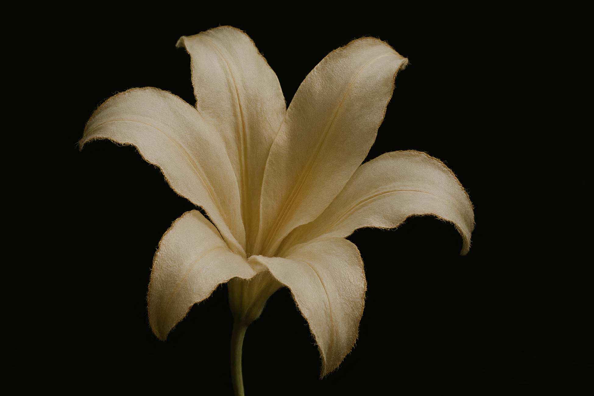 White lilies on rock candy surface