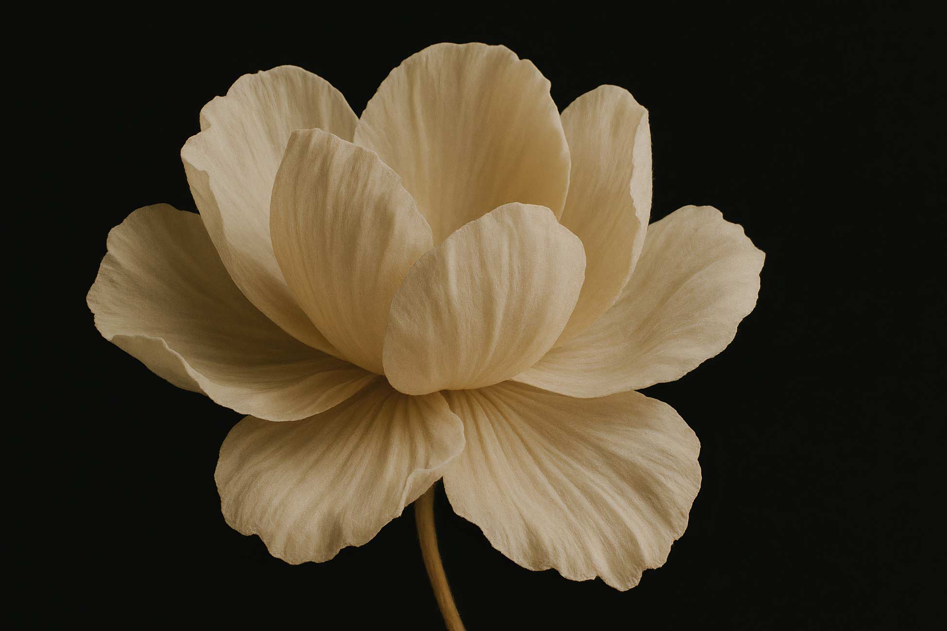 Gardenia, peony, and wildflowers in a floral still life