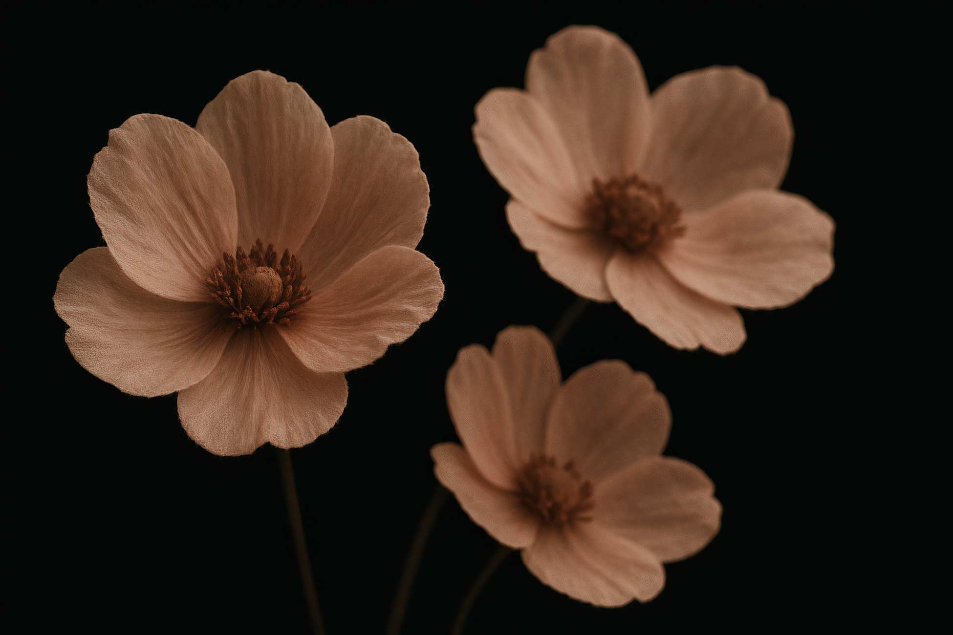 Pink garden cosmos flower close-up
