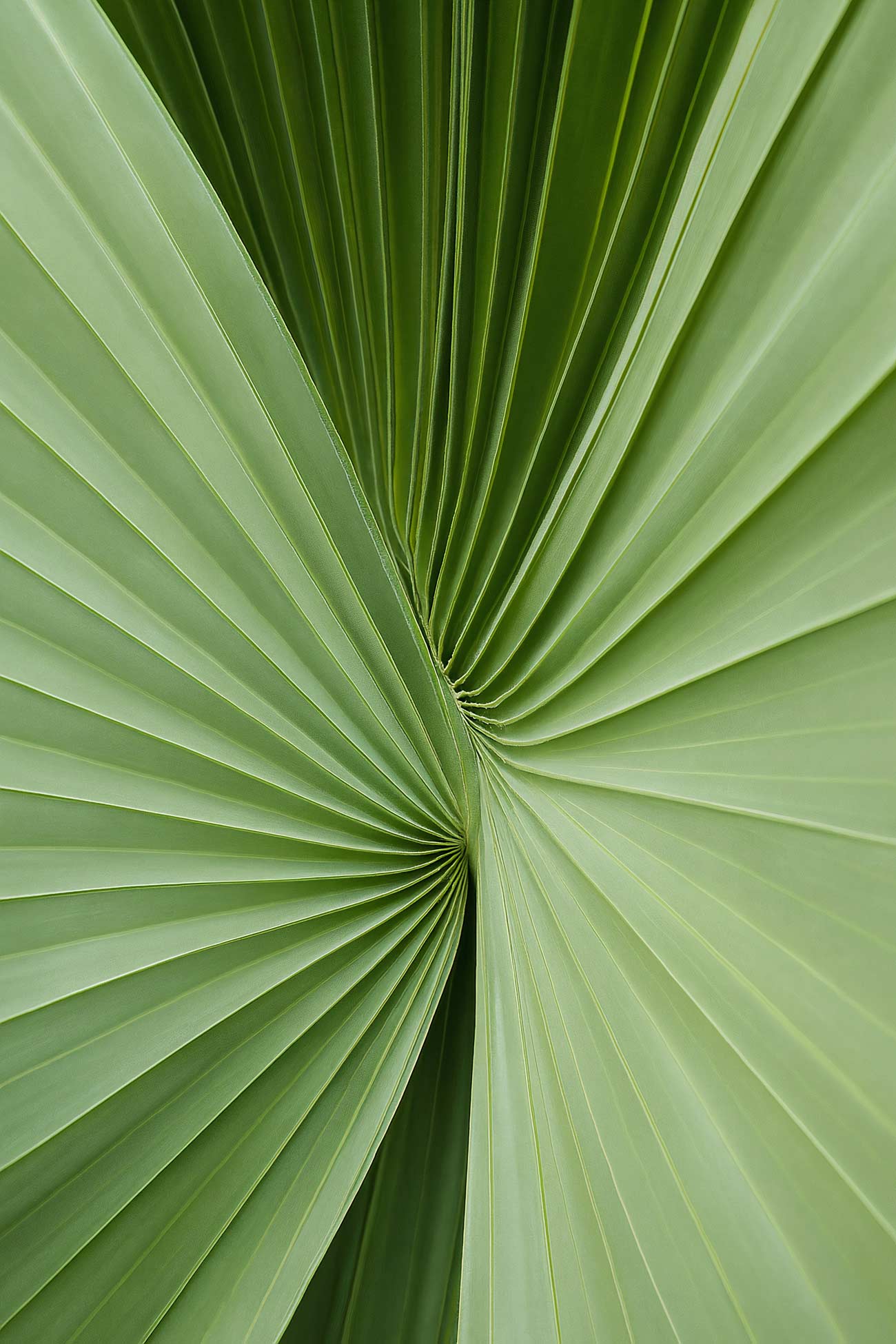 Green saw palmetto close-up macro photography wallpaper