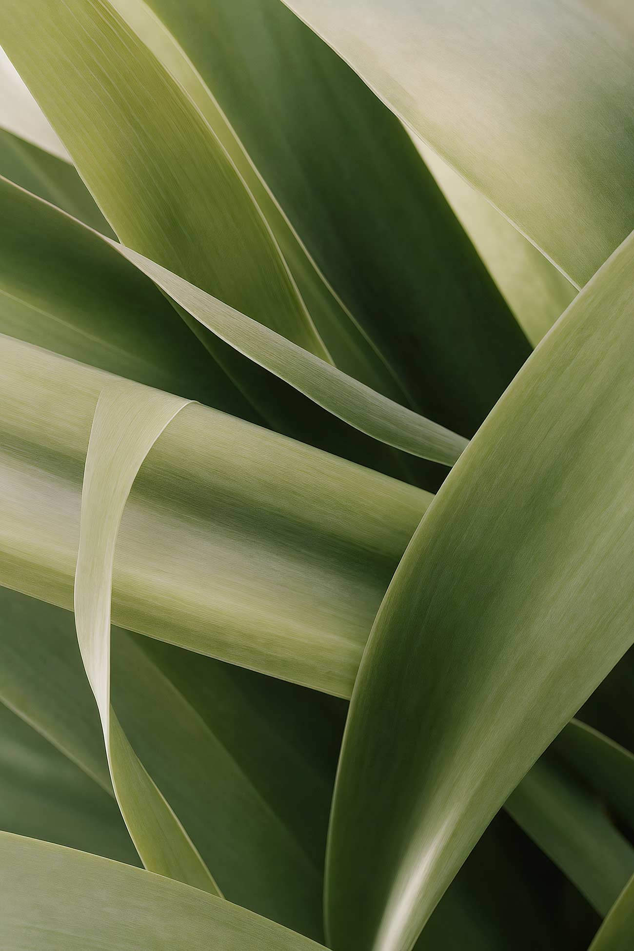 Close-up of green aloes, yucca, and agave plants