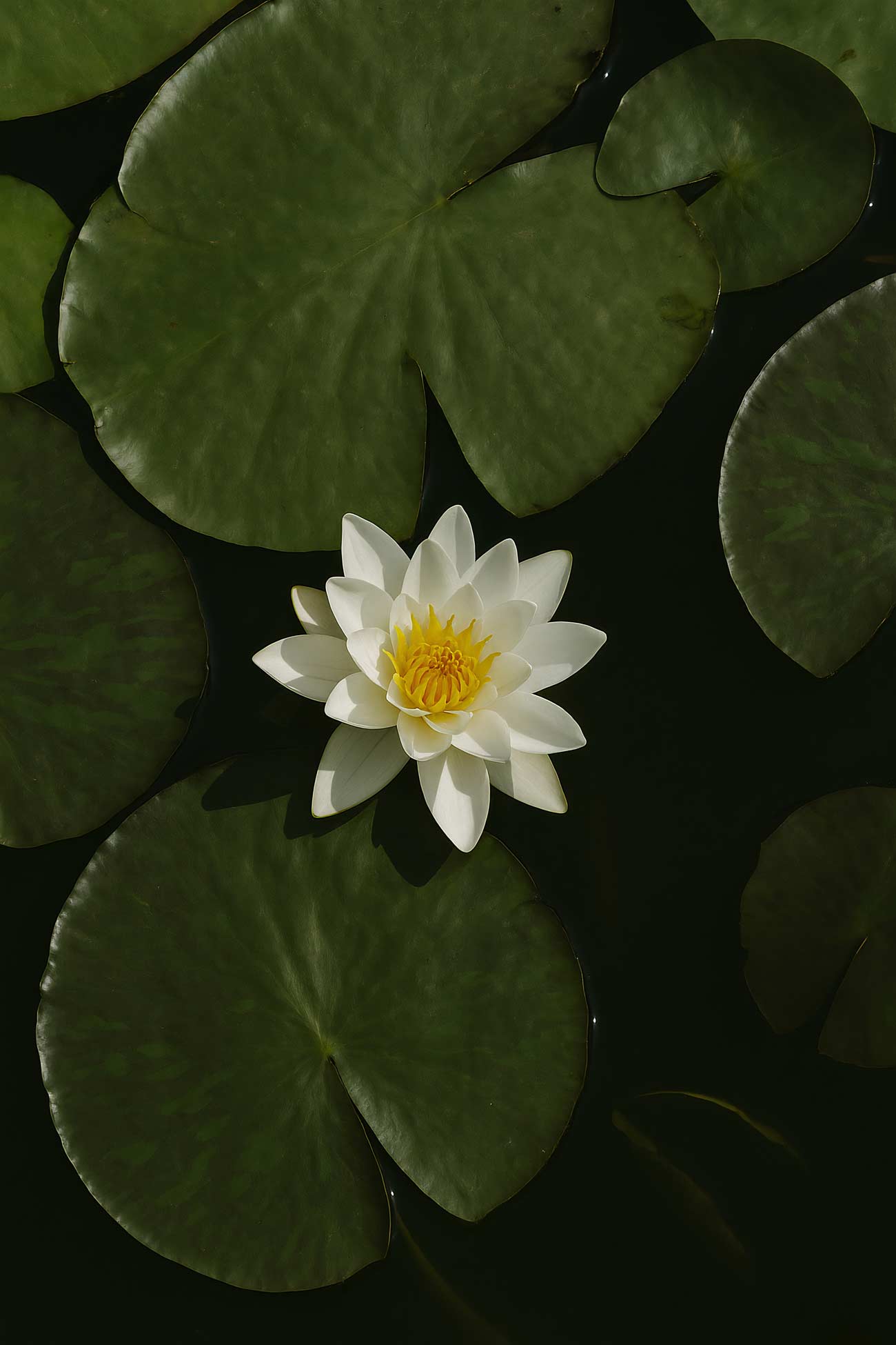 Sacred lotus flowers in green and yellow on a pond