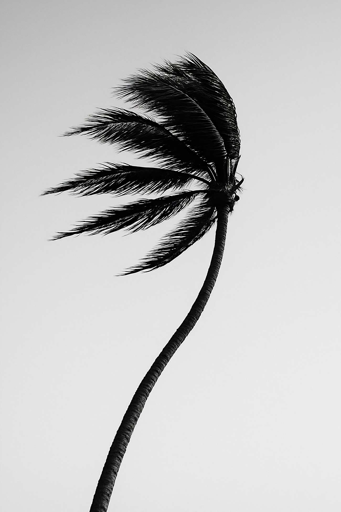 Close-up of swaying palm trees in black and white