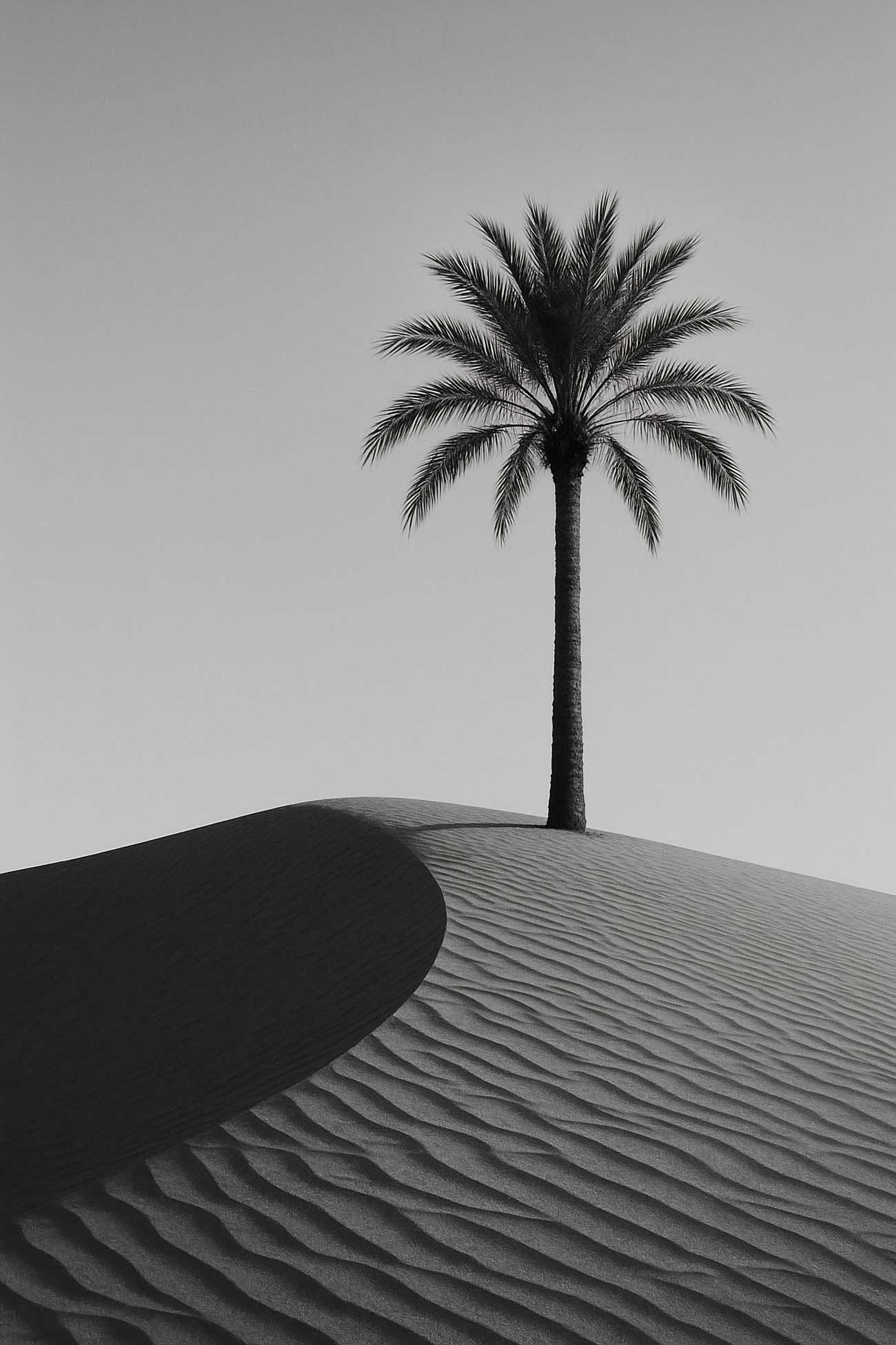 Monochrome image of desert sand dunes with palm trees