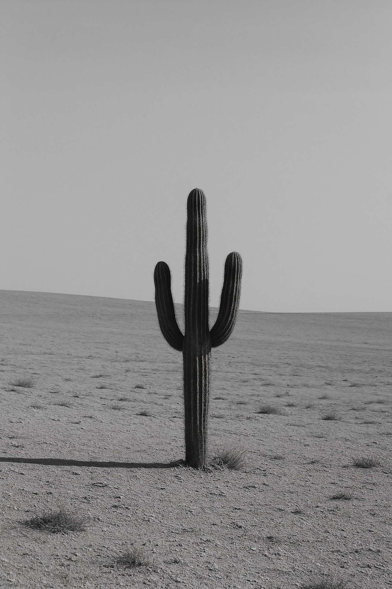 Monochrome desert scene with saguaro cactus and sand dunes