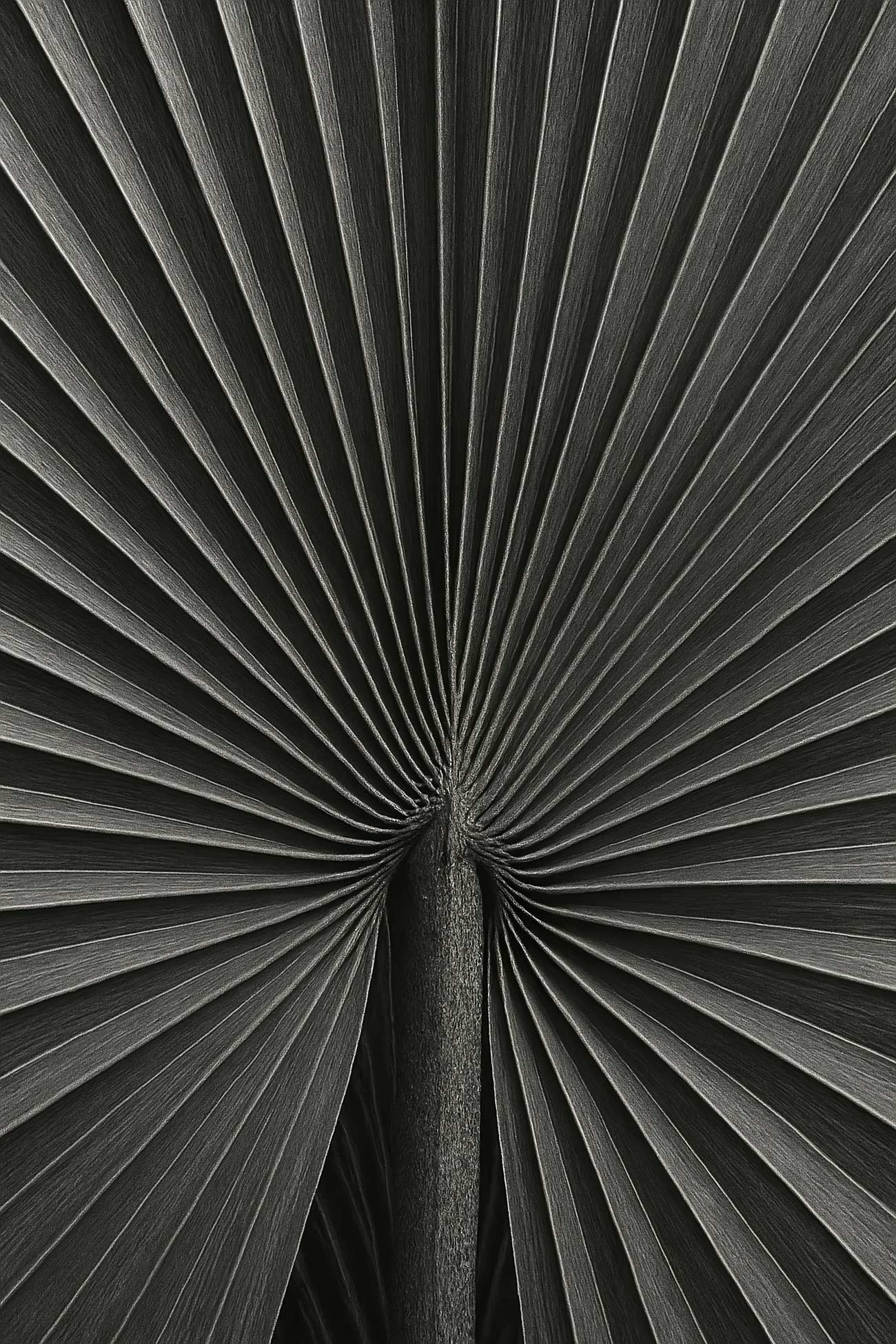 Monochrome still life close-up in black, white, grey, and silver