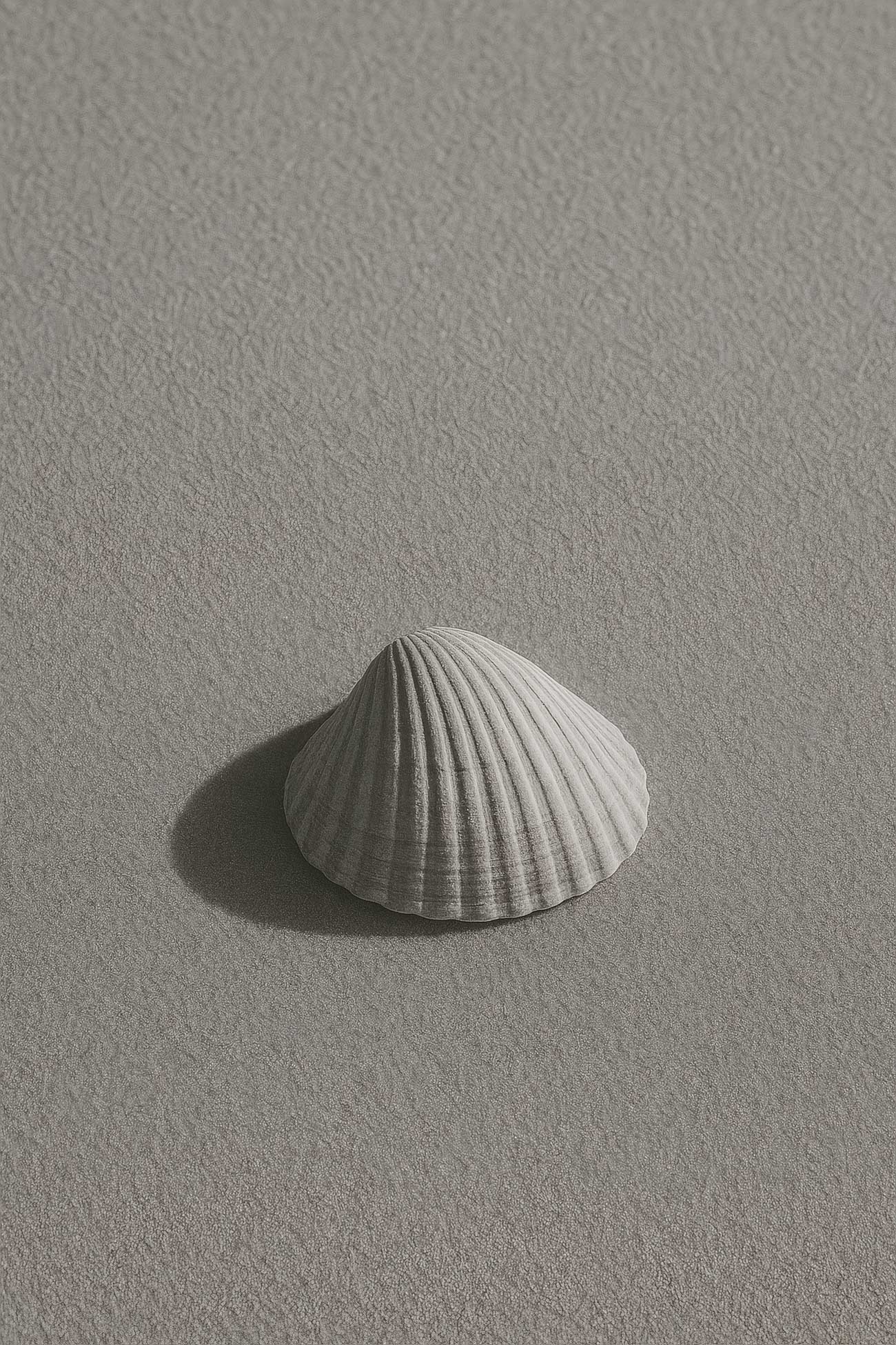 Assortment of bivalvia seashells on sandy beach