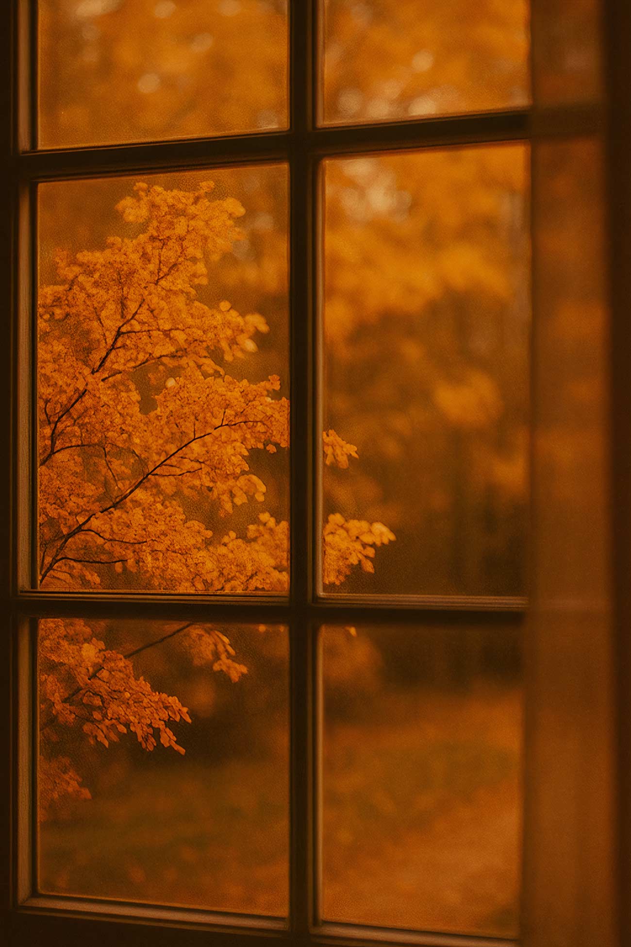 Yellow and orange branch on window sill in evening light