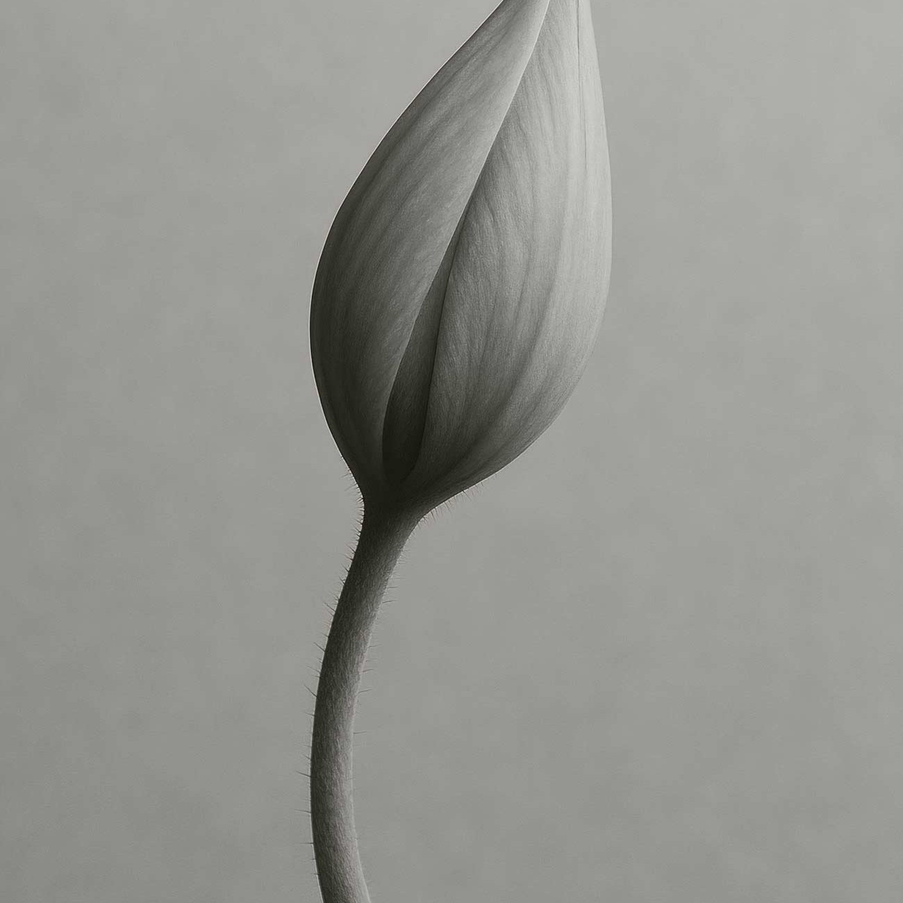 White tulip bud close-up with water plantains background
