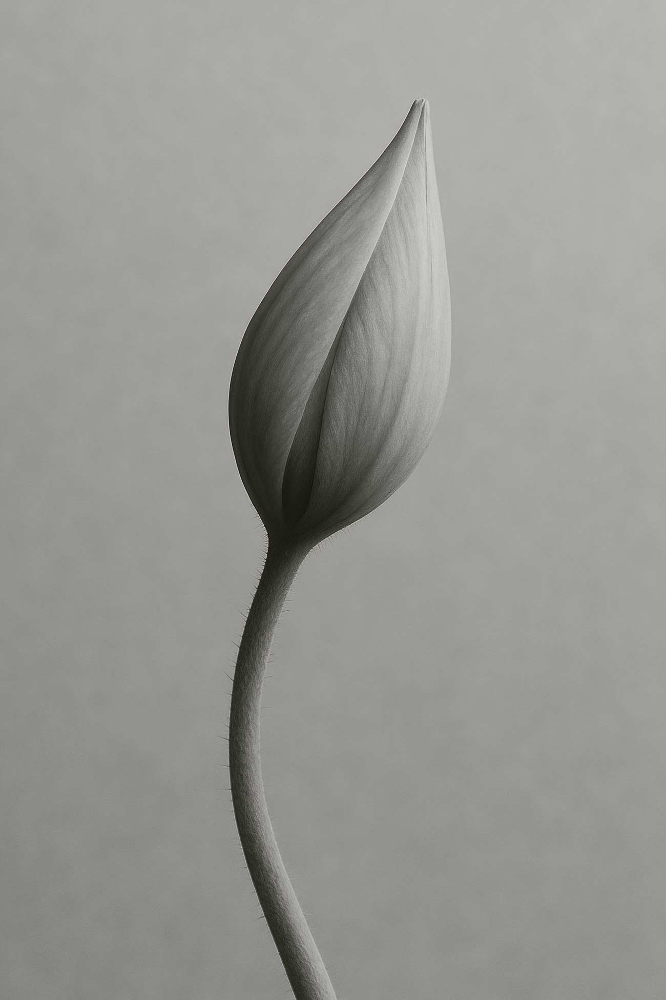 White tulip bud close-up with water plantains background