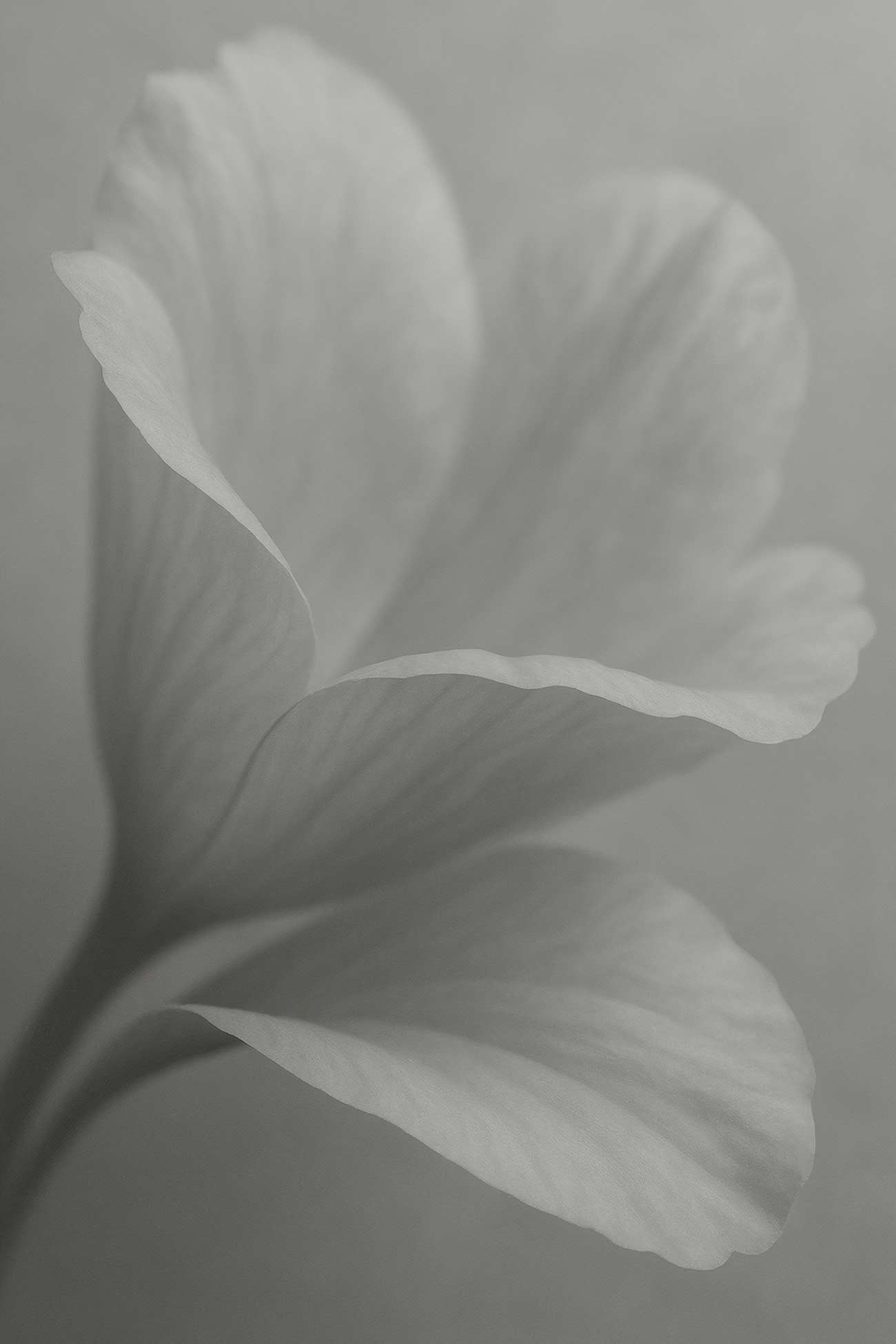 White hippeastrum flower close-up in monochrome