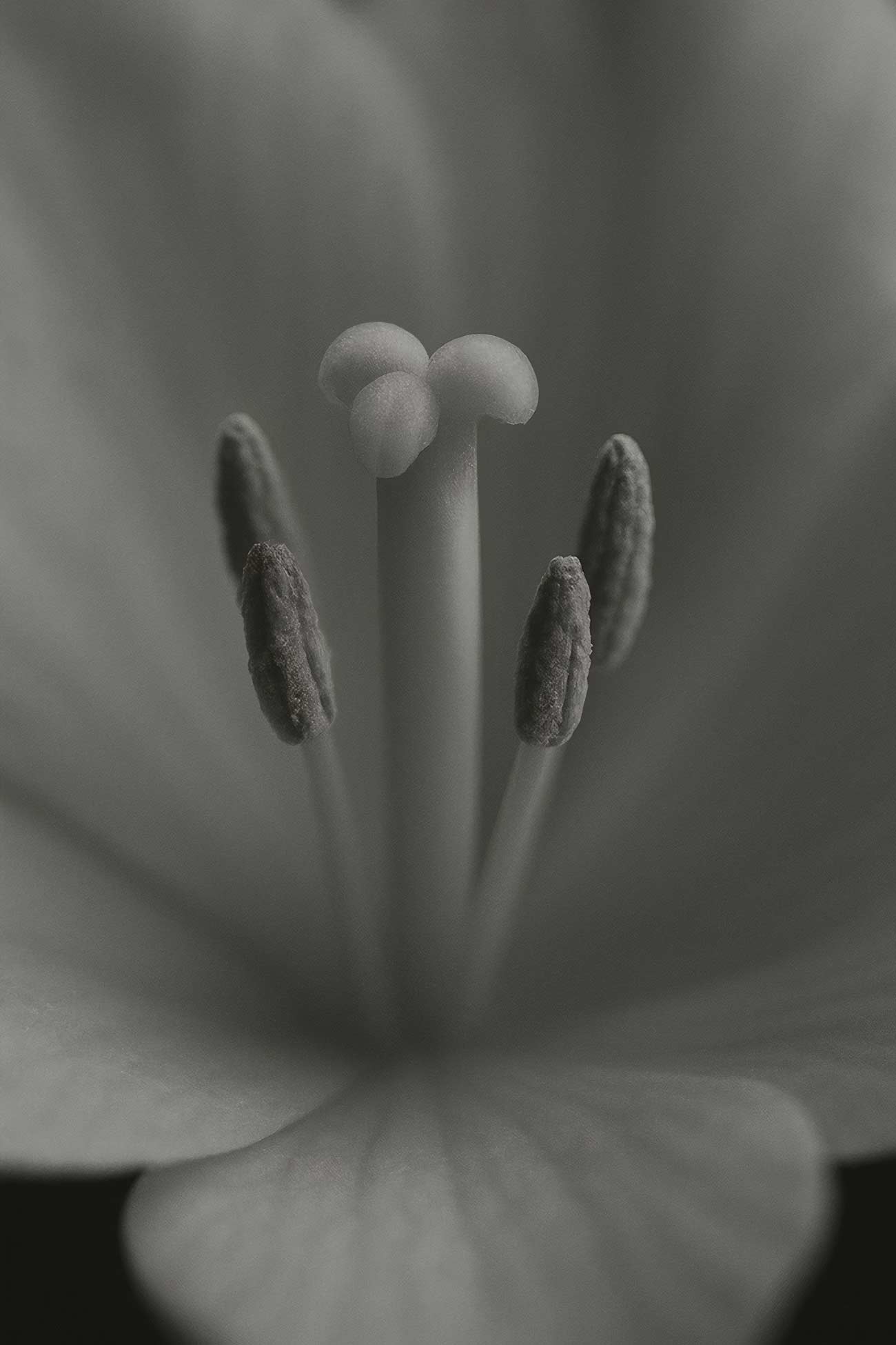 Close-up of white lily petals in monochrome
