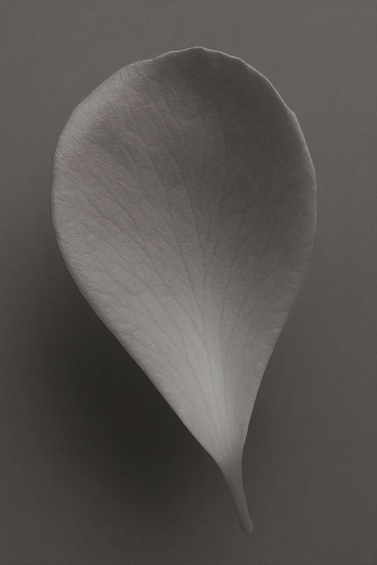 Monochrome water plantains and arums close-up