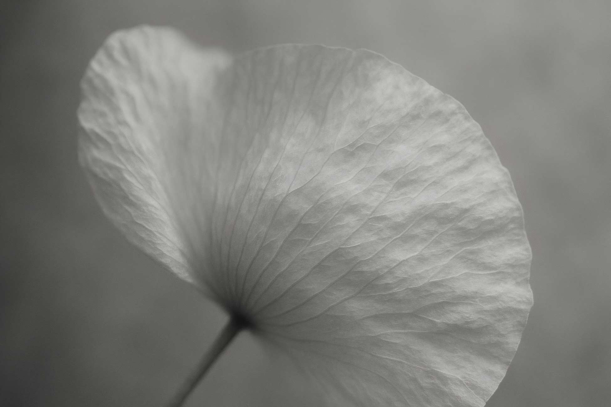 Monochrome close-up of white wildflower petals