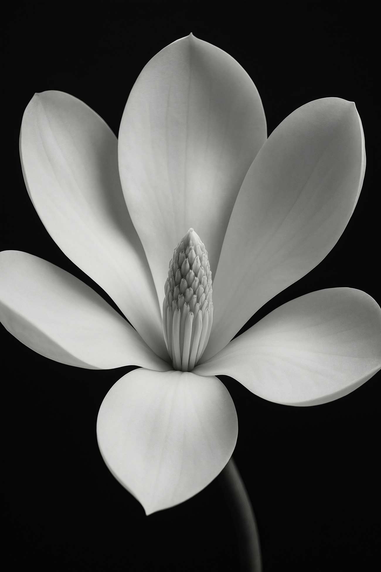 Monochrome magnolia flower petals close-up