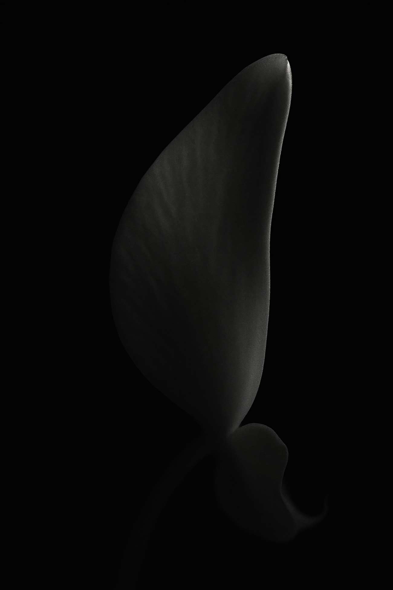 Monochrome arum lilies in the night