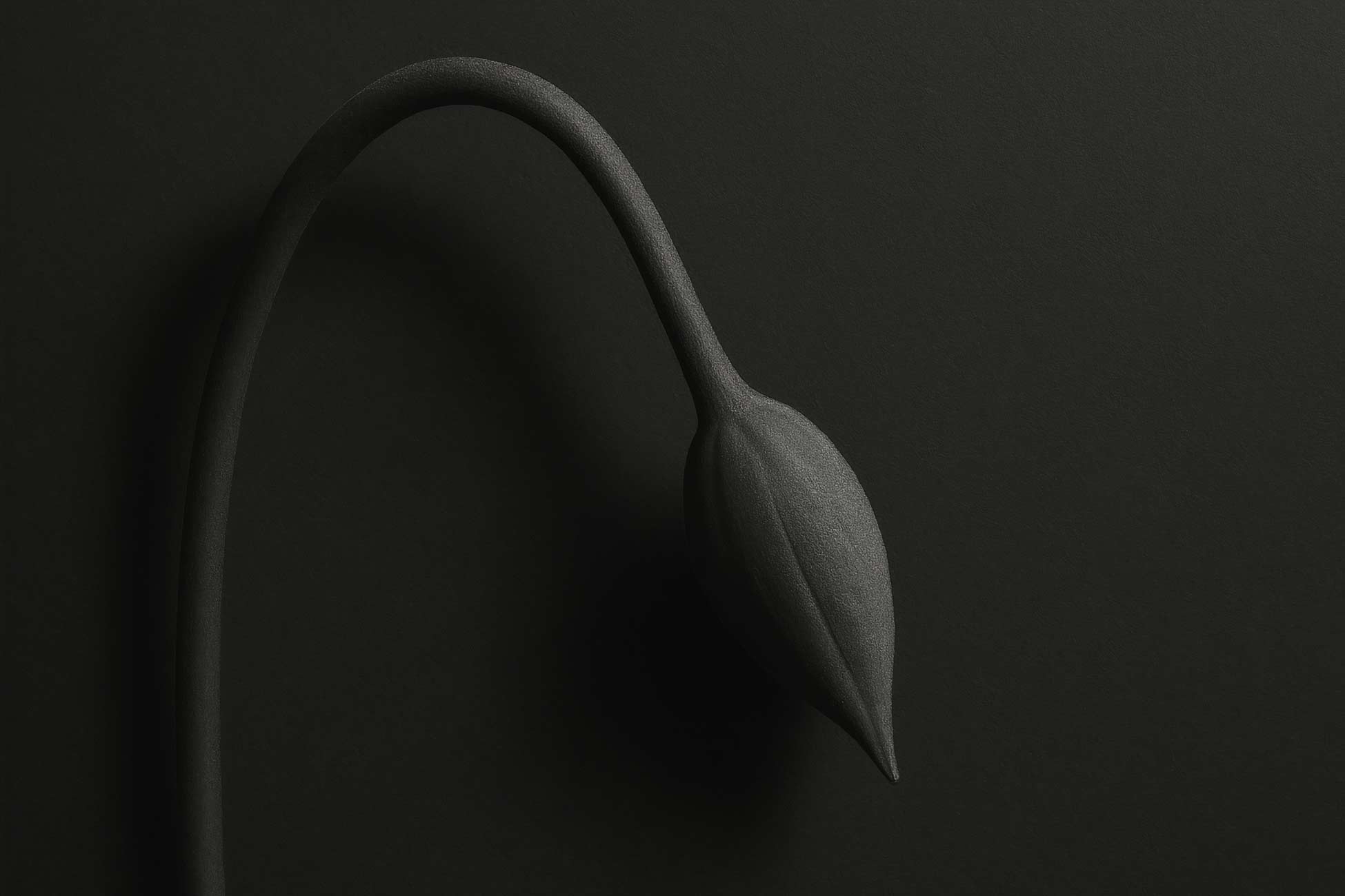 Water plantains and arums in a still life composition